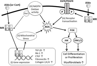 Mineralocorticoid Receptor Signaling as a Therapeutic Target for Renal and Cardiac Fibrosis